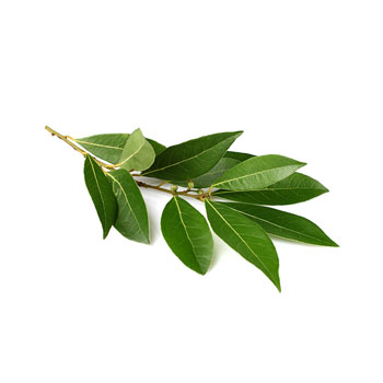 Bay Leaves