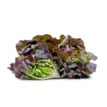 Boston Lettuce Red